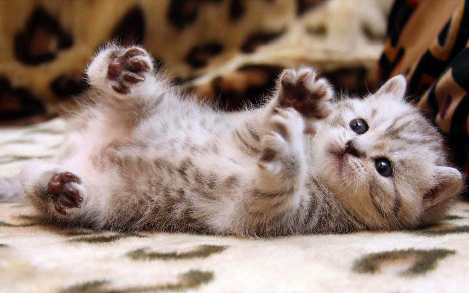 A Cute Little Orange And White Cat Curled Up On The Desktop Background