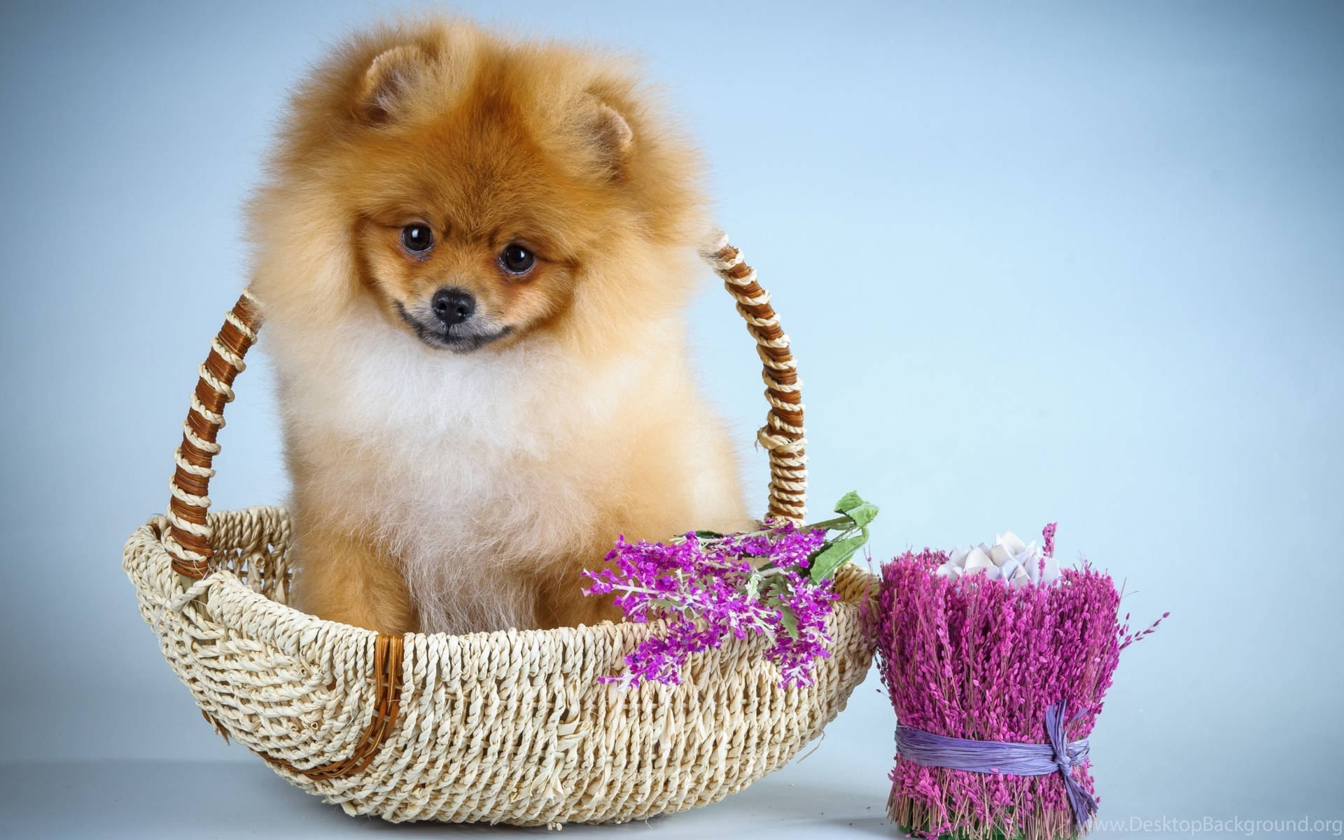 A Cute Little Pomeranian Dog Sleeps Peacefully In A Basket Background