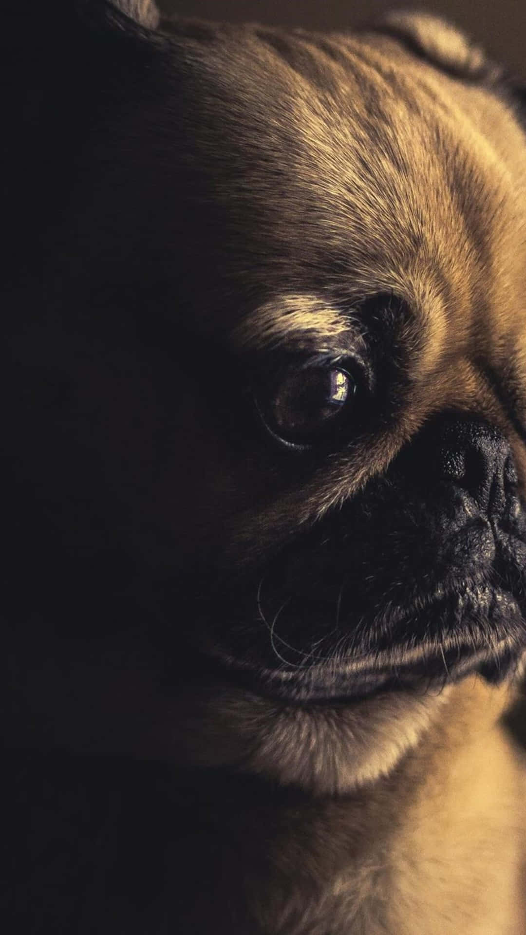 A Cute Pug Dog Gazing Up Towards The Camera