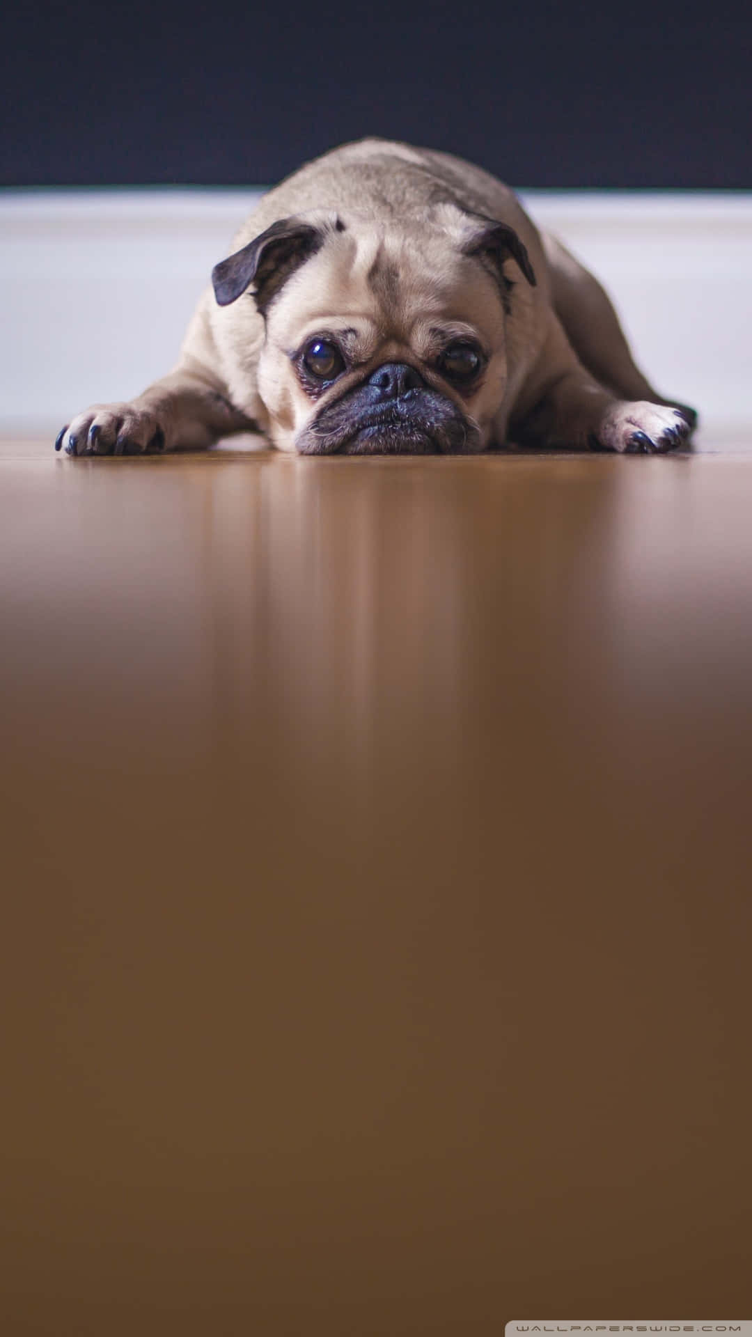 A Cute Pug Sleeps Comfortably Background