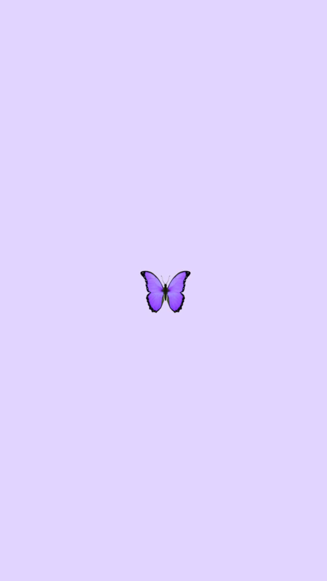 A Cute Purple Butterfly Spreads Its Wings Background