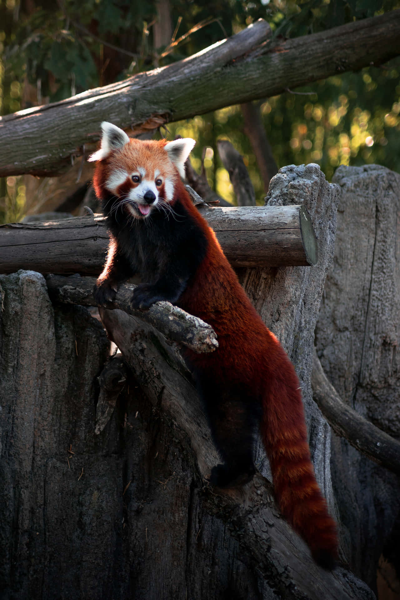 A Cute Red Panda Eating Bamboo Background