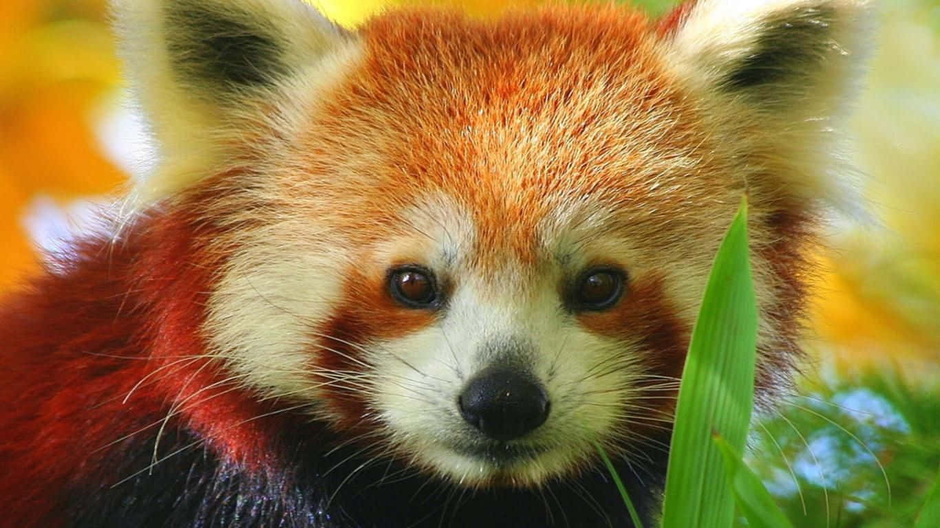 A Cute Red Panda Looking Up In Wonder Background