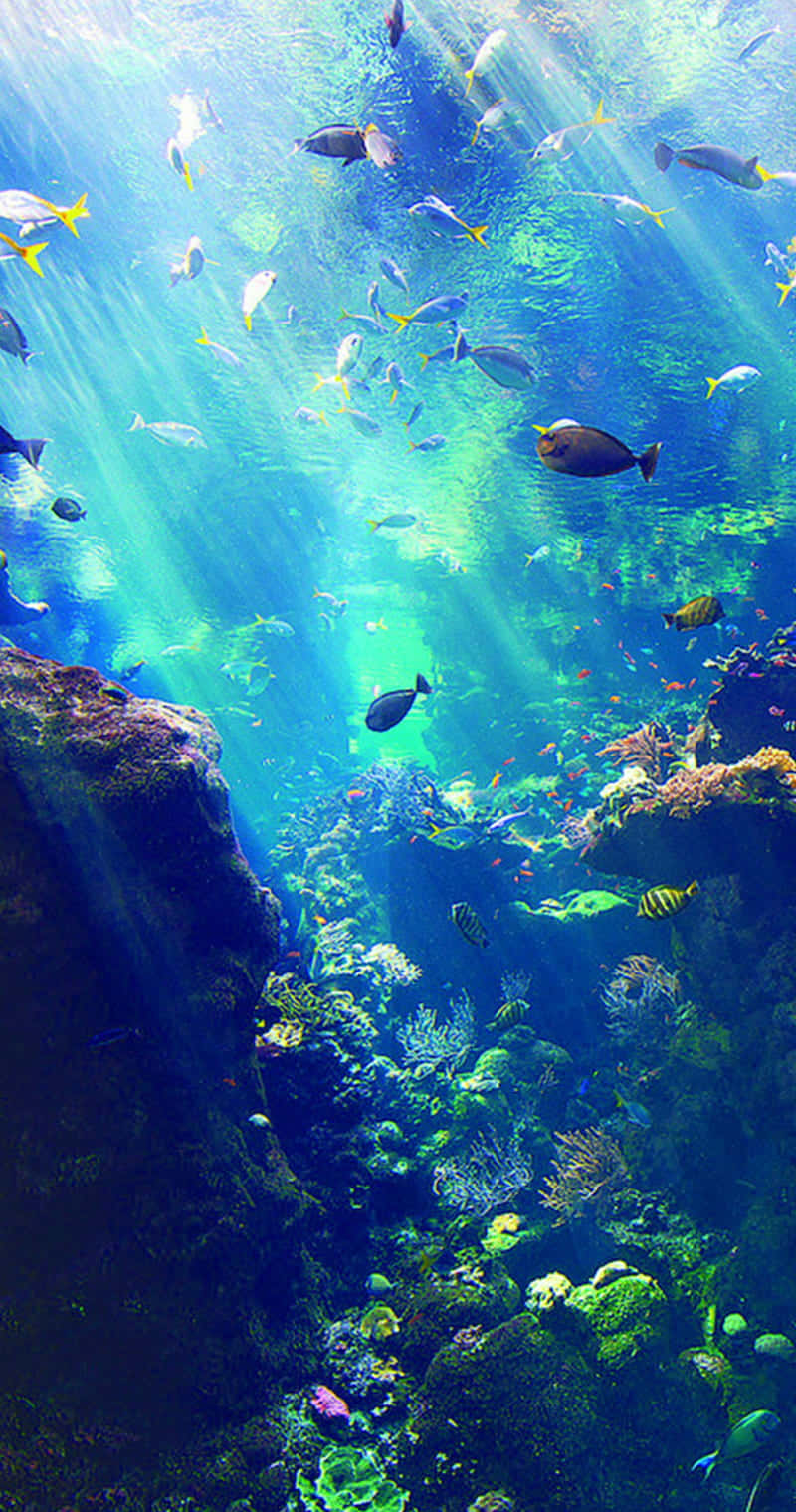 A Cute Smiling Sea Animal Surrounded By Sparkling Ocean Background