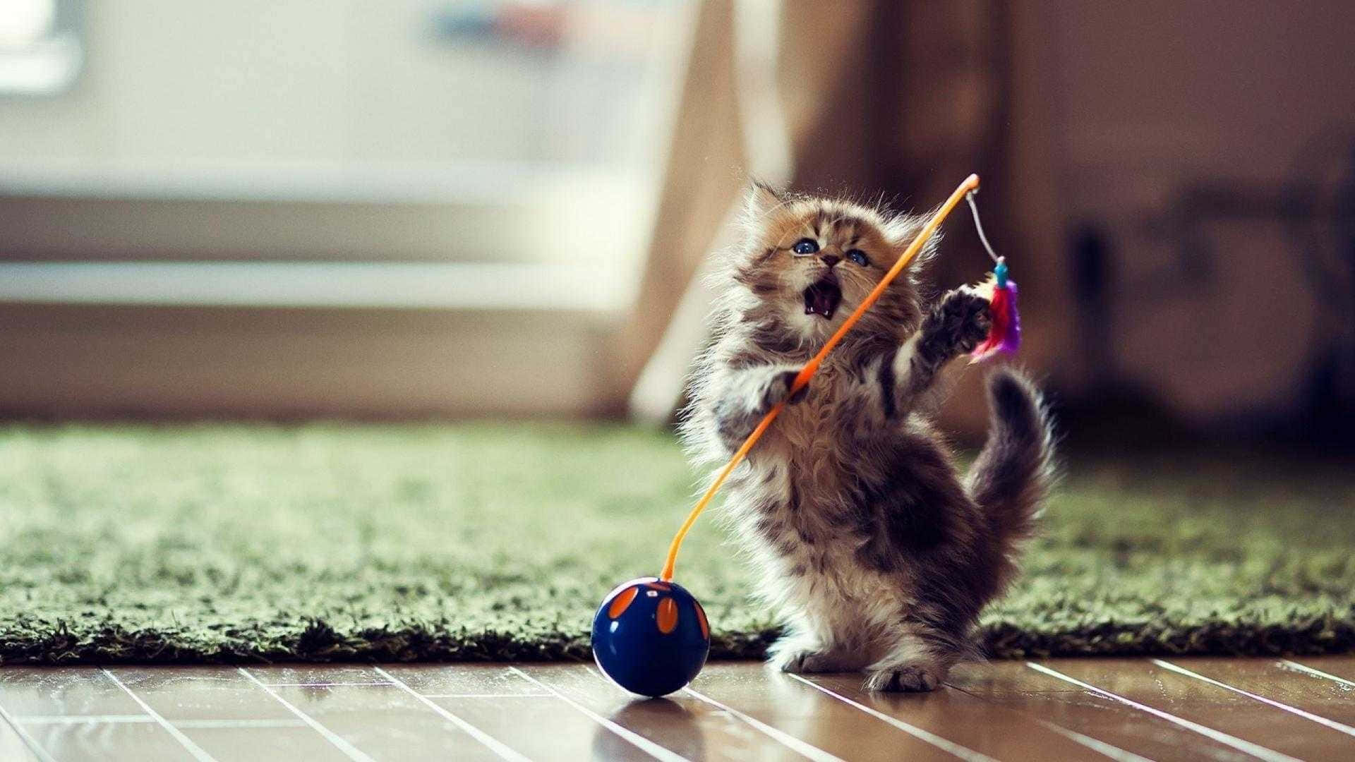 A Cute Tabby Cat Sitting On A Multi-colored Desktop Background