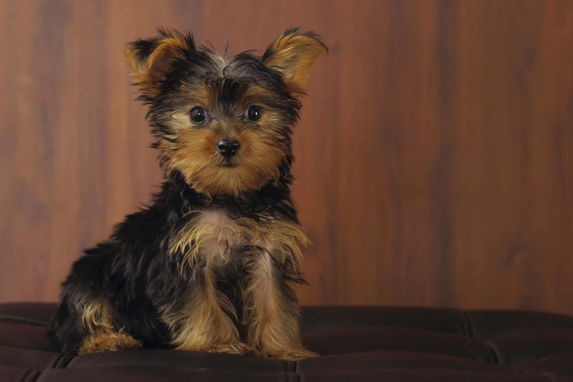 A Cute Teacup Yorkie Enjoys Sitting And Playing In The Grass. Background