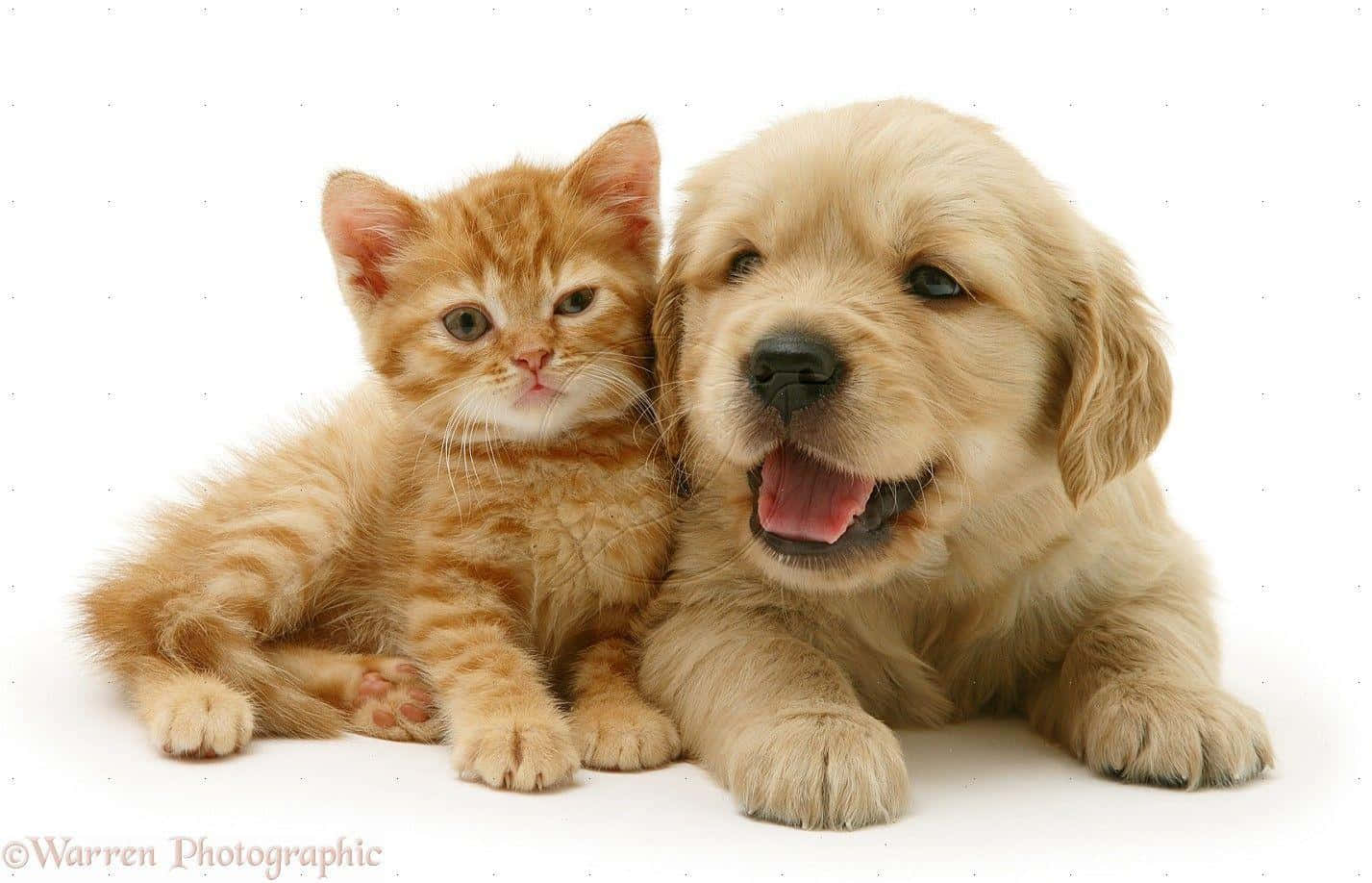 A Cute Tickle Fight Between A Kitten And A Puppy Background