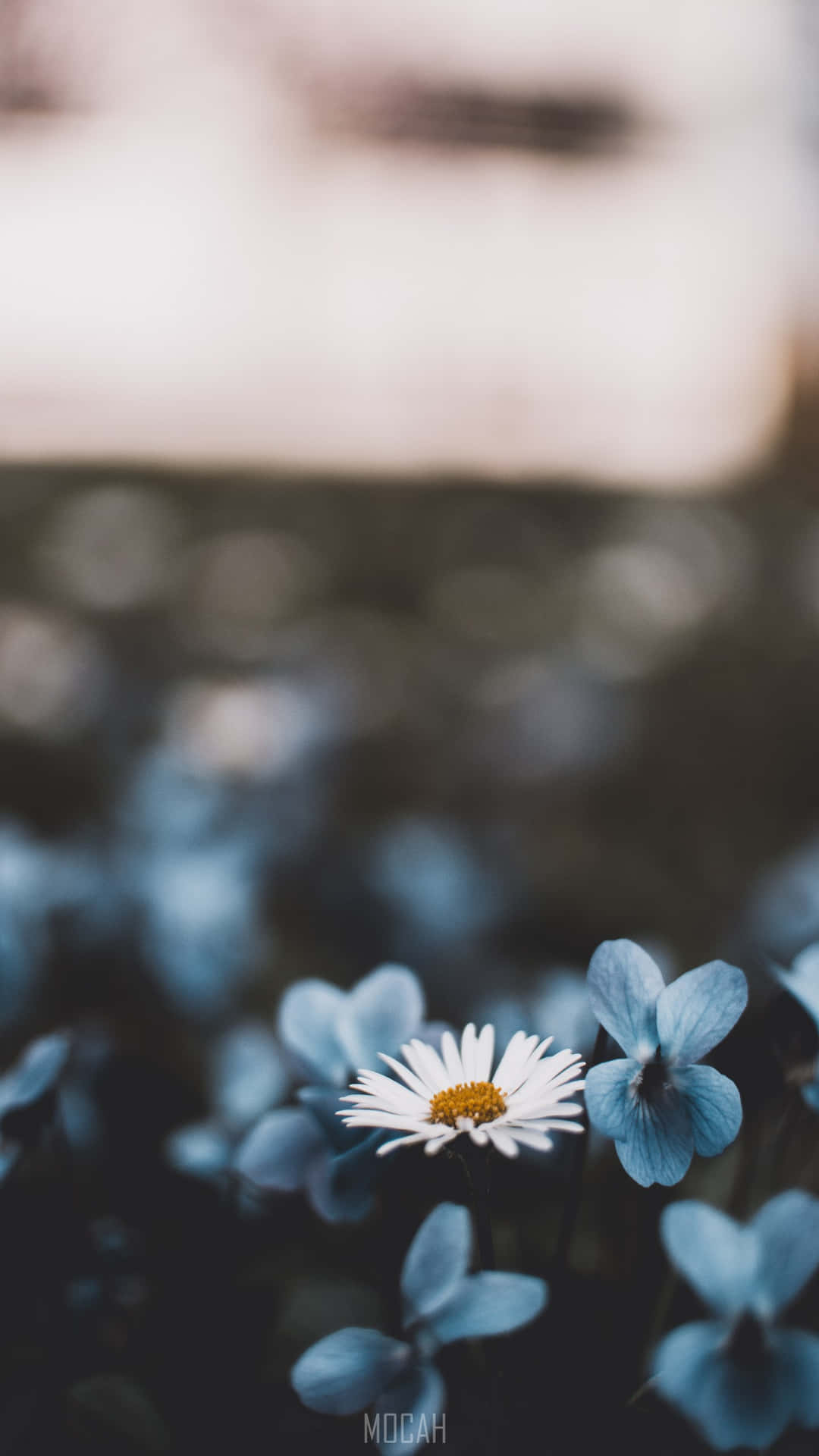 A Daisy Flower In The Middle Of A Field Background