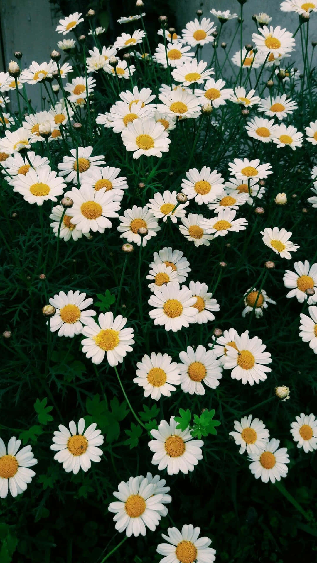 A Daisy In Full Bloom Background