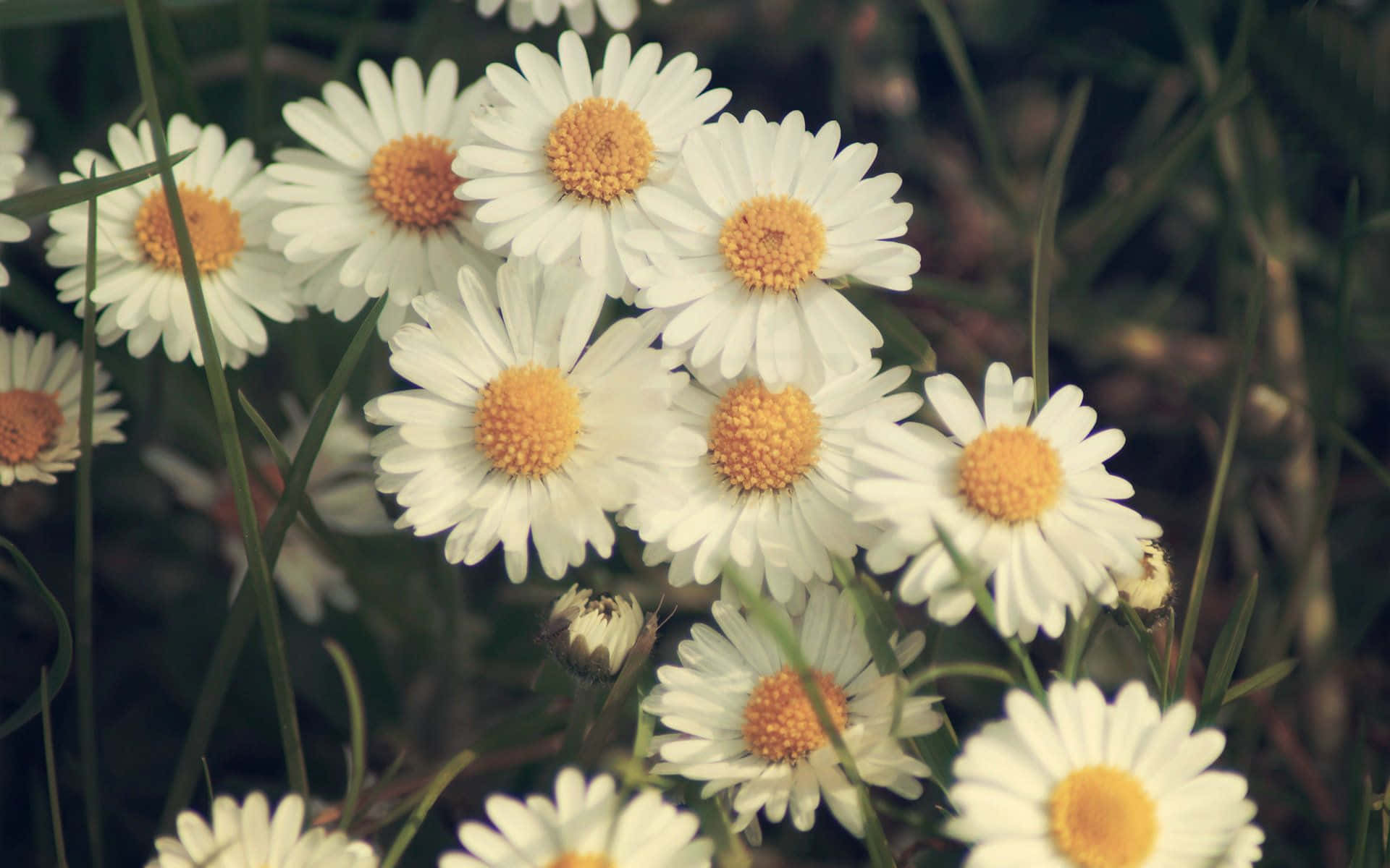 A Daisy Laptop Sitting On A Desk Background