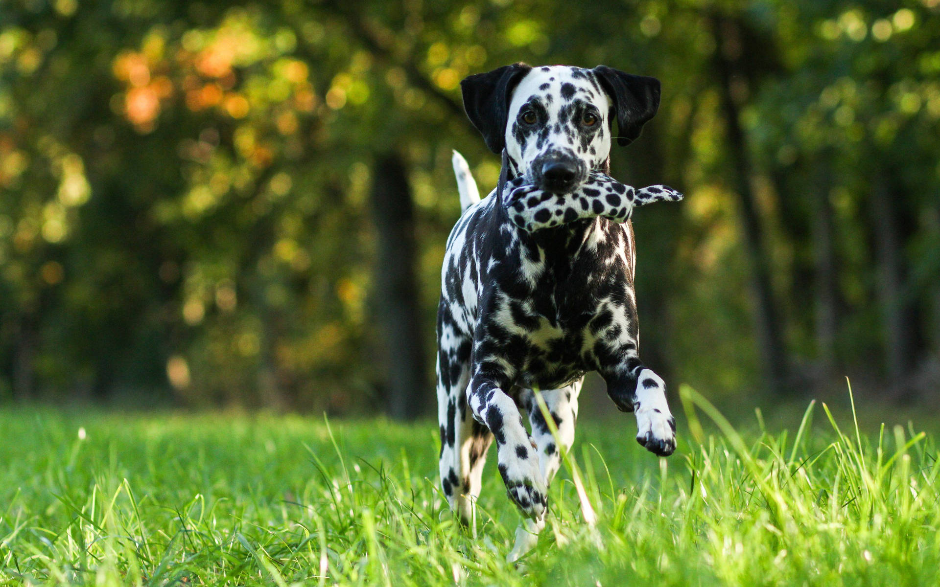 A Dalmatian Frolicking Through The Grass Background