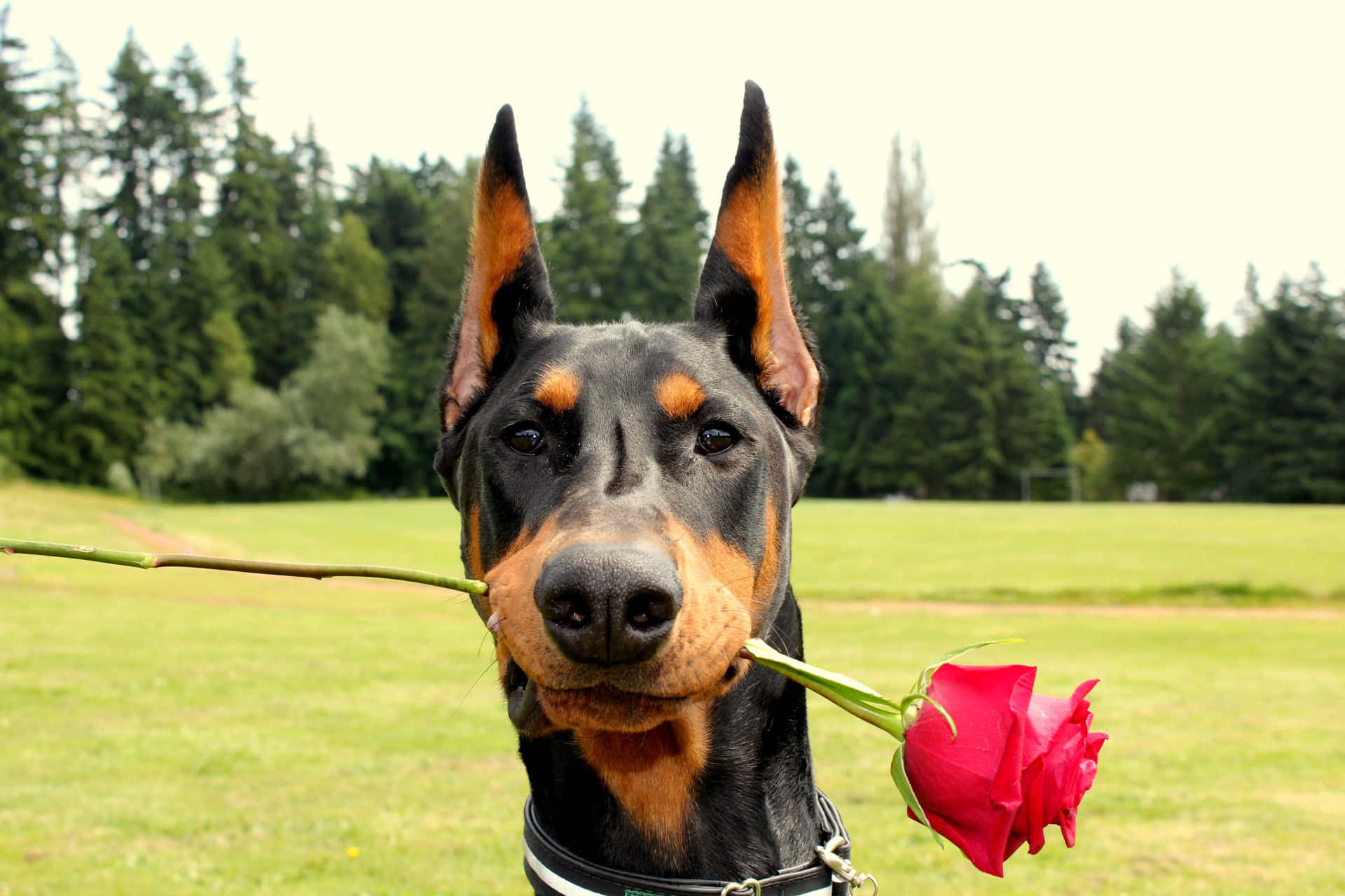 A Daring And Loyal Doberman Resting Background