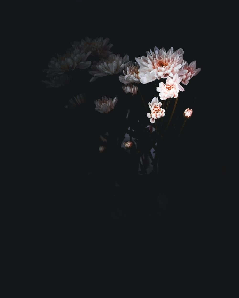 A Dark Background With Flowers In The Dark Background