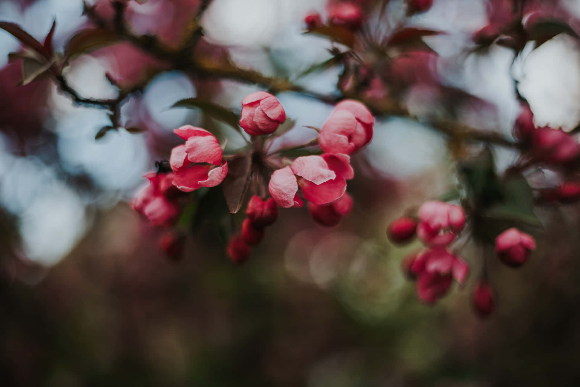 A Dark Cherry Blossom Against A Night Sky Background