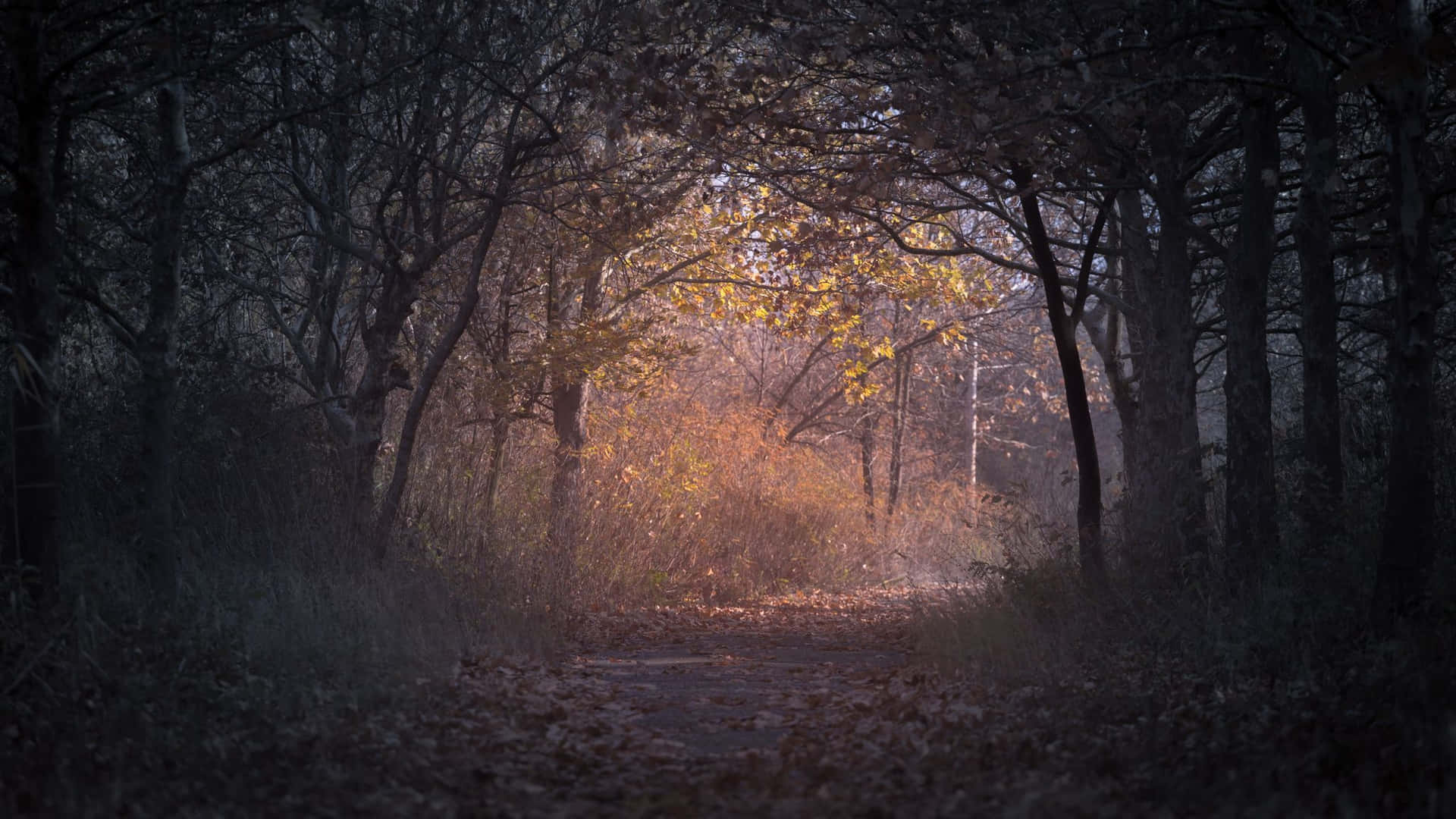 A Dark & Dreary Autumn Day Background