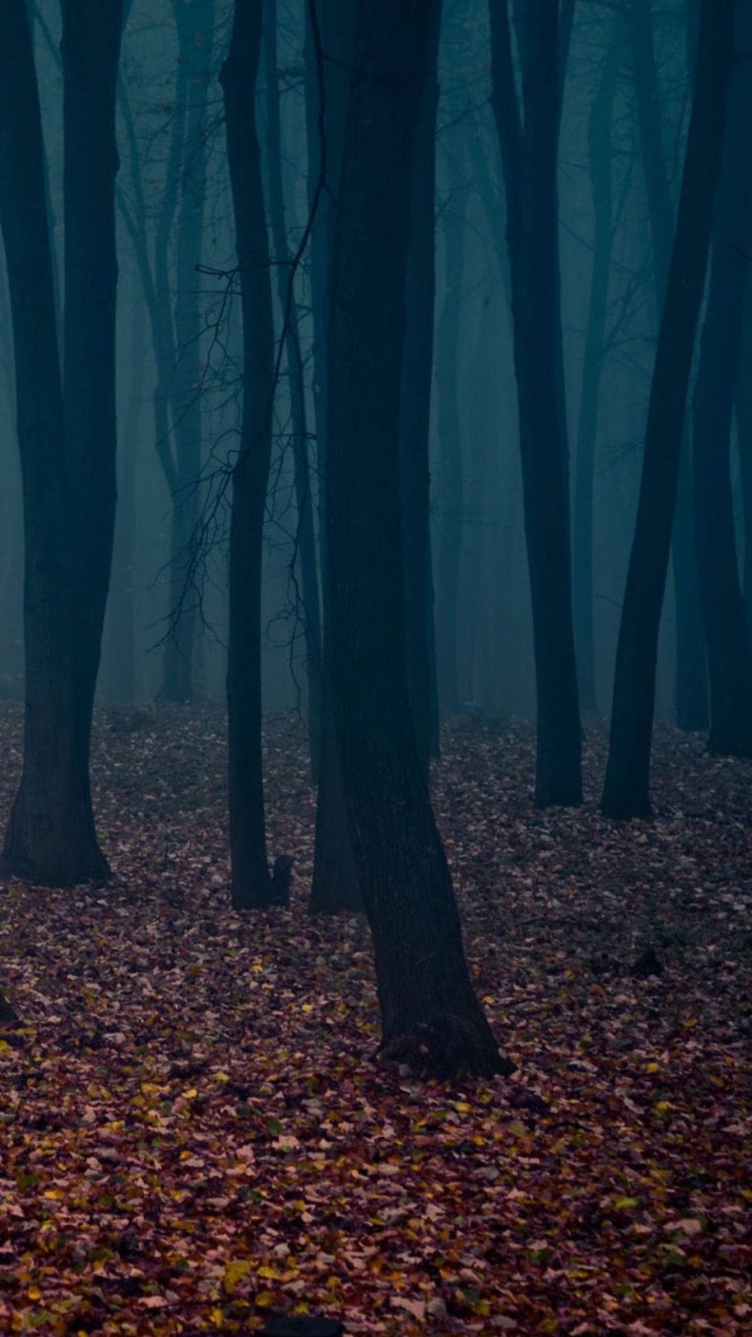 A Dark Forest With Leaves On The Ground Background