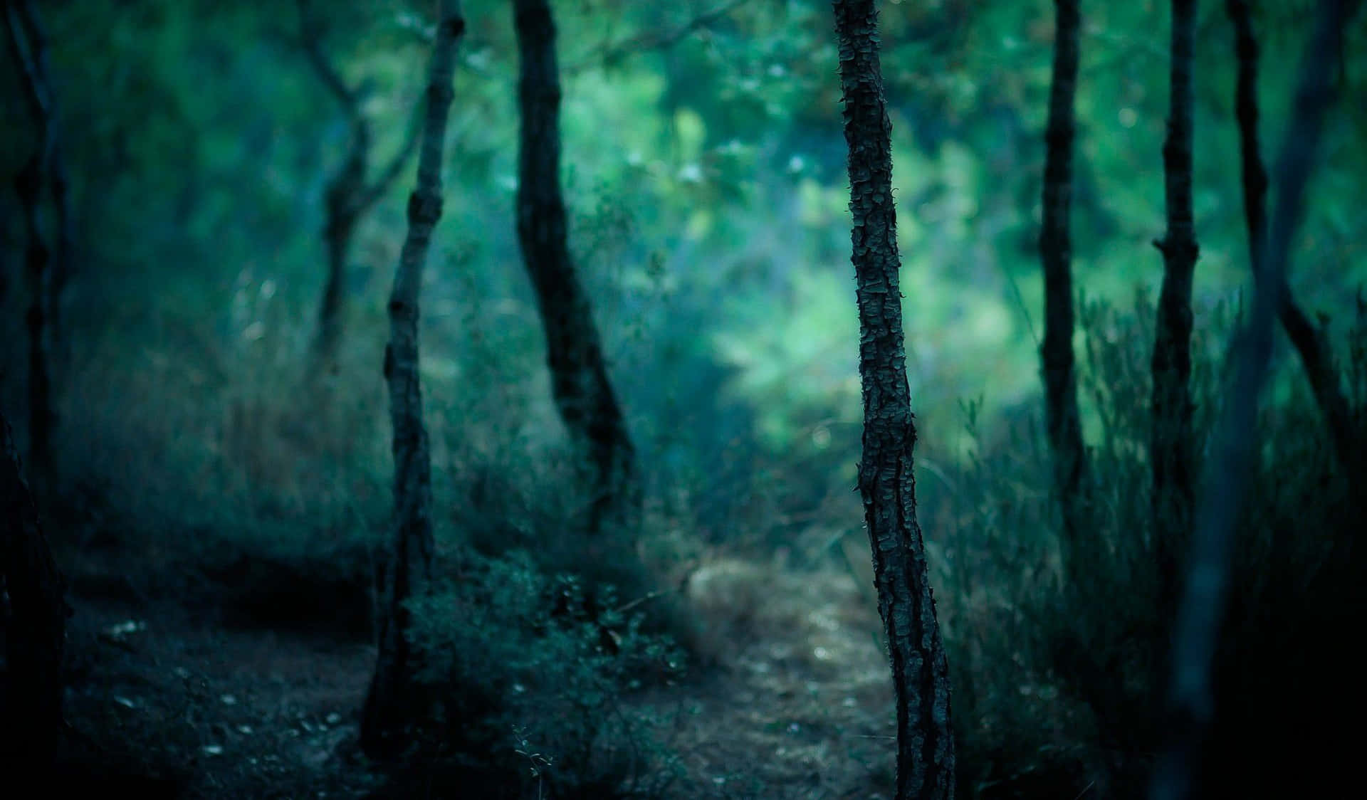 A Dark Forest With Trees And Bushes Background