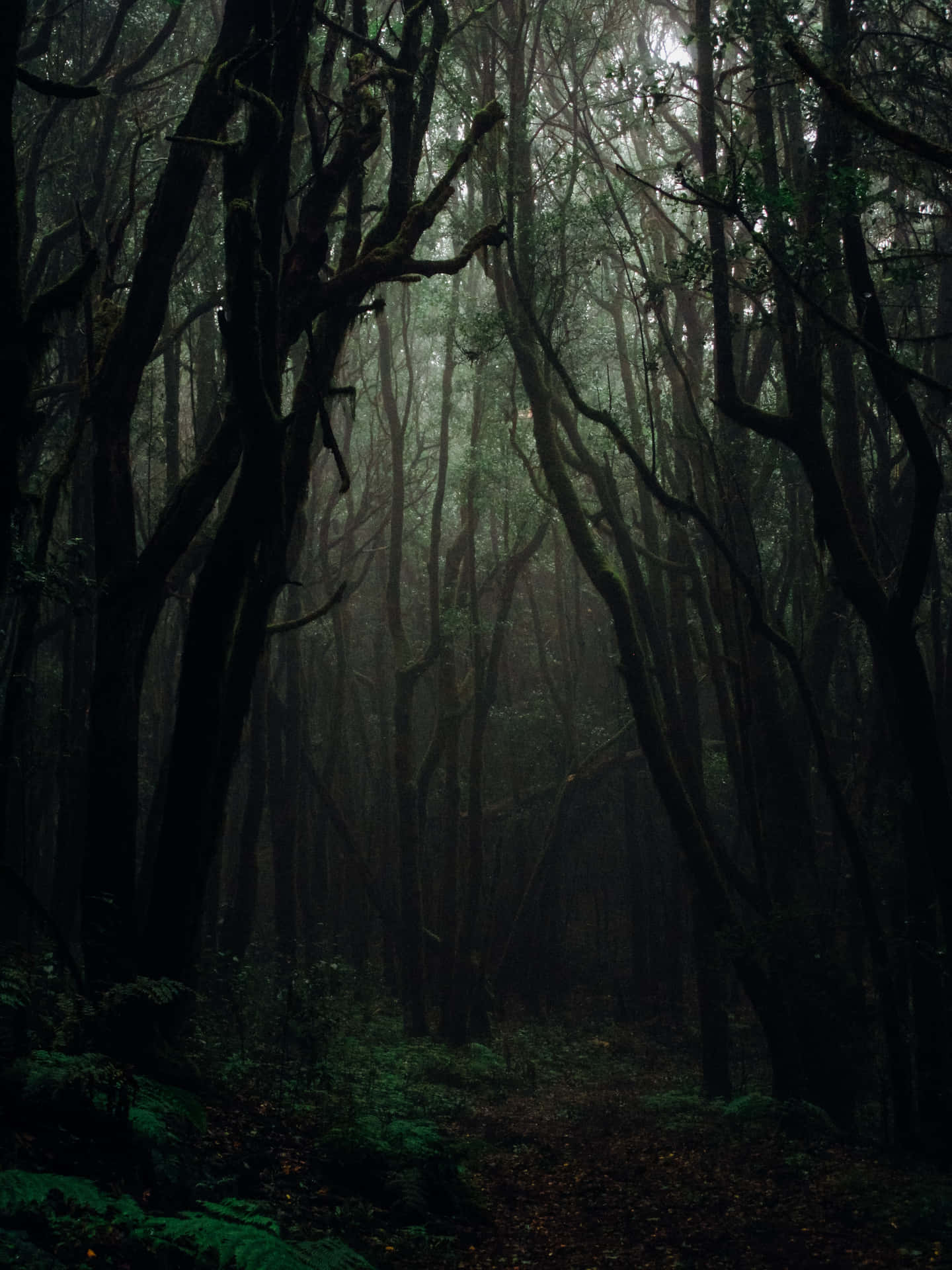 A Dark Forest With Trees And Bushes Background