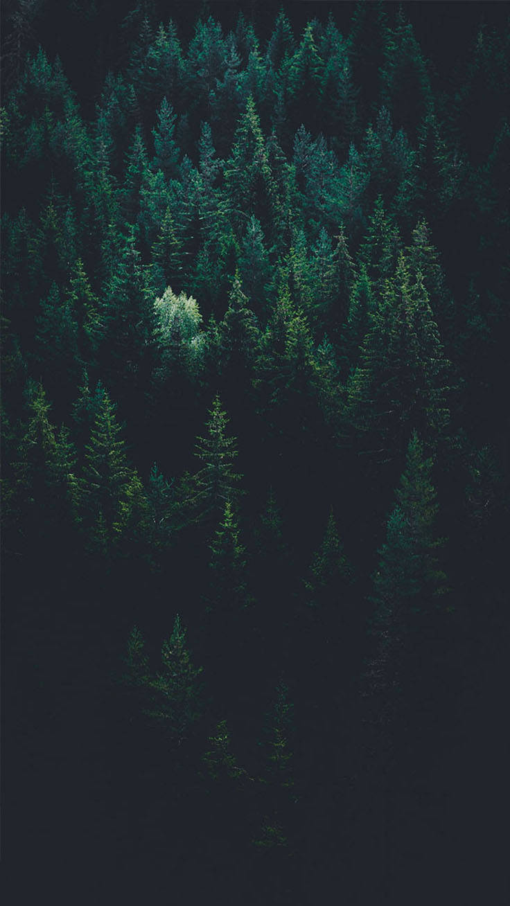 A Dark Forest With Trees In The Background