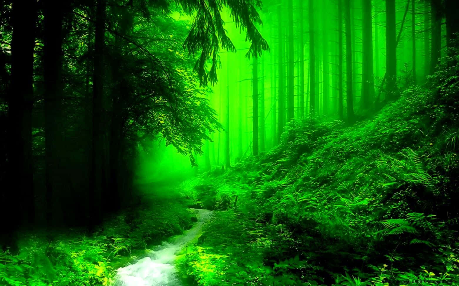 A Dark Green Forest Shrouded In Mystique