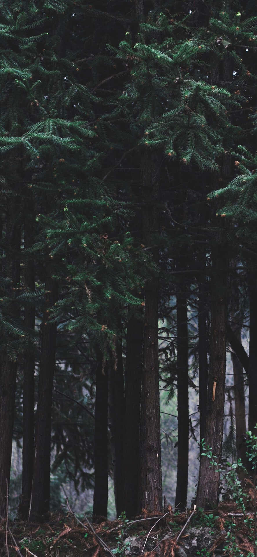 A Dark Green Forest With Majestic Trees Background