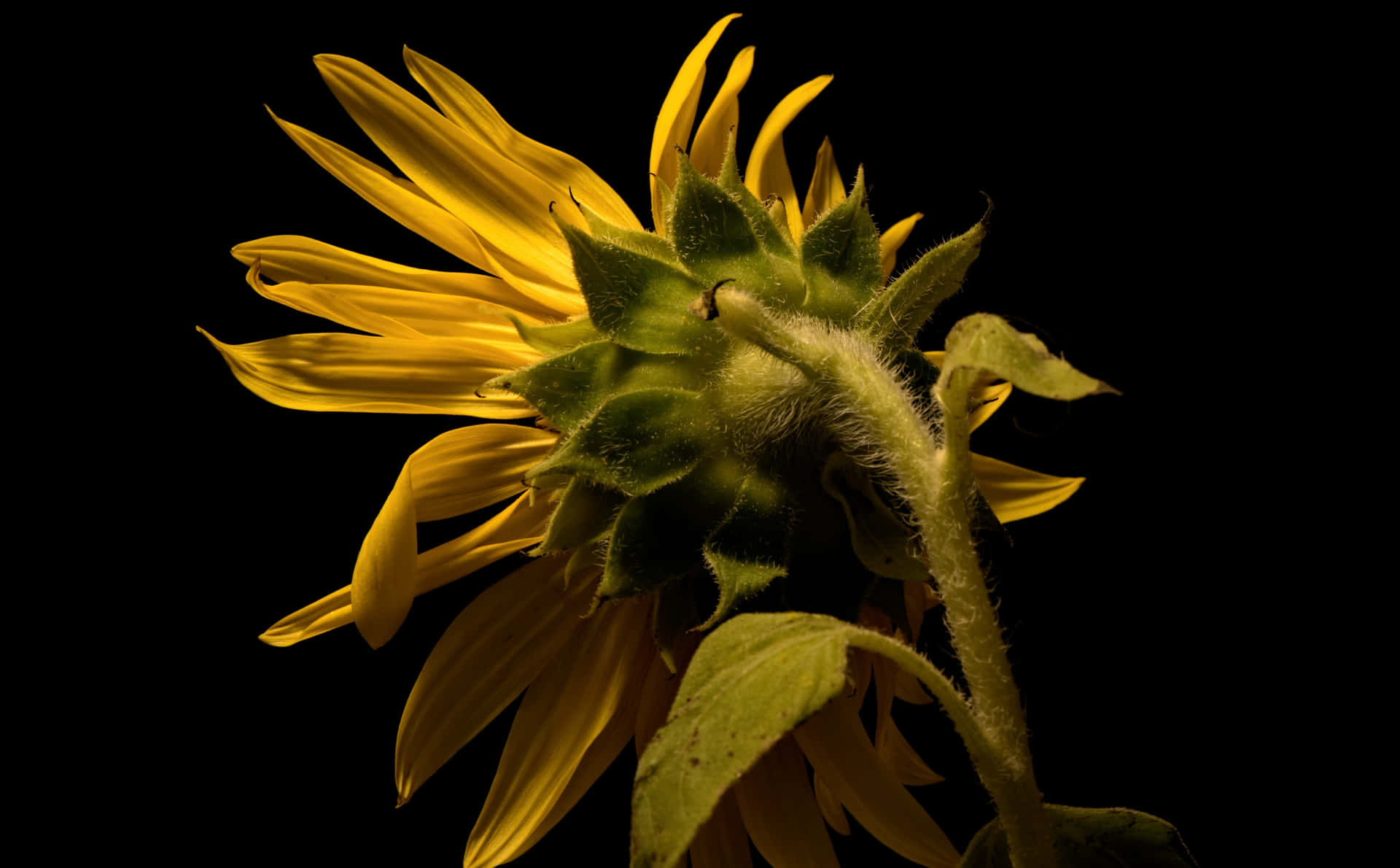 A Dark Hued Sunflower In A Field Of Wild Grass Background