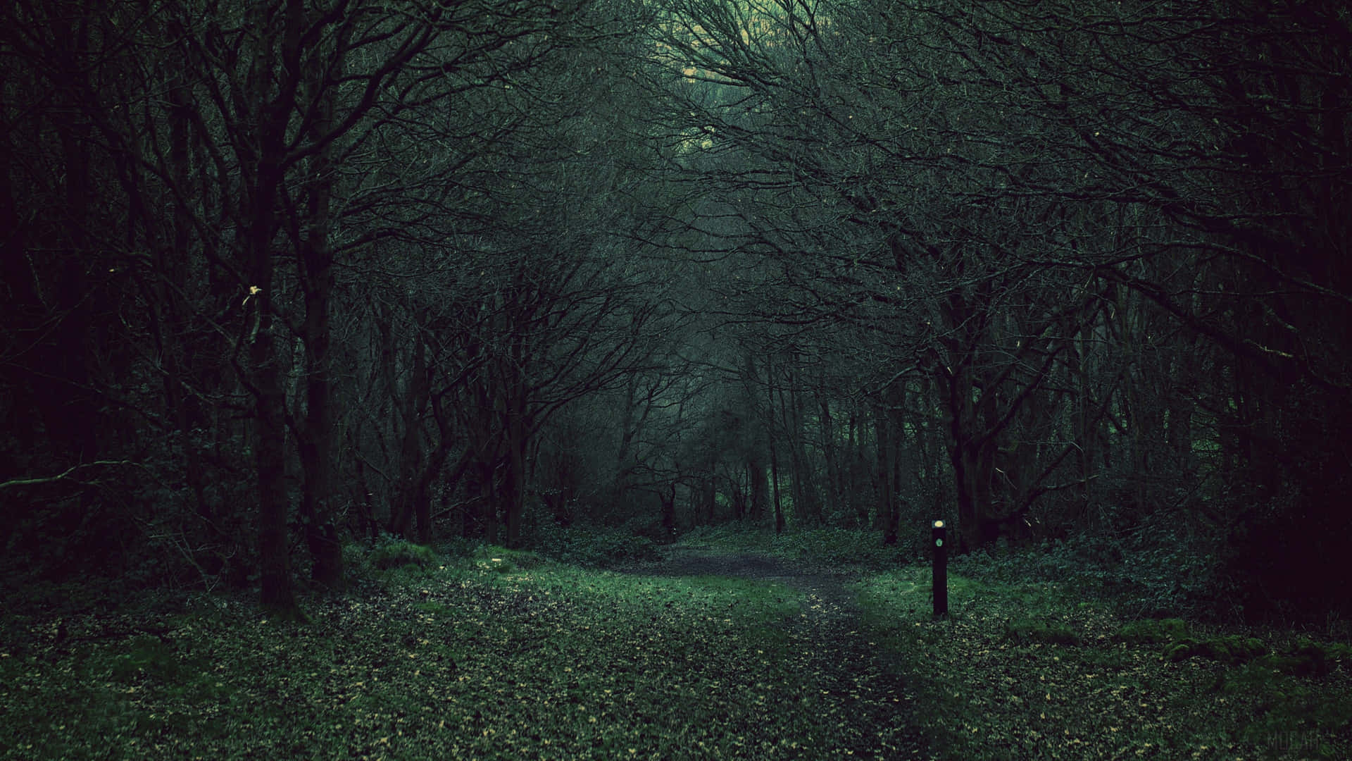 A Dark Path Through The Woods Background