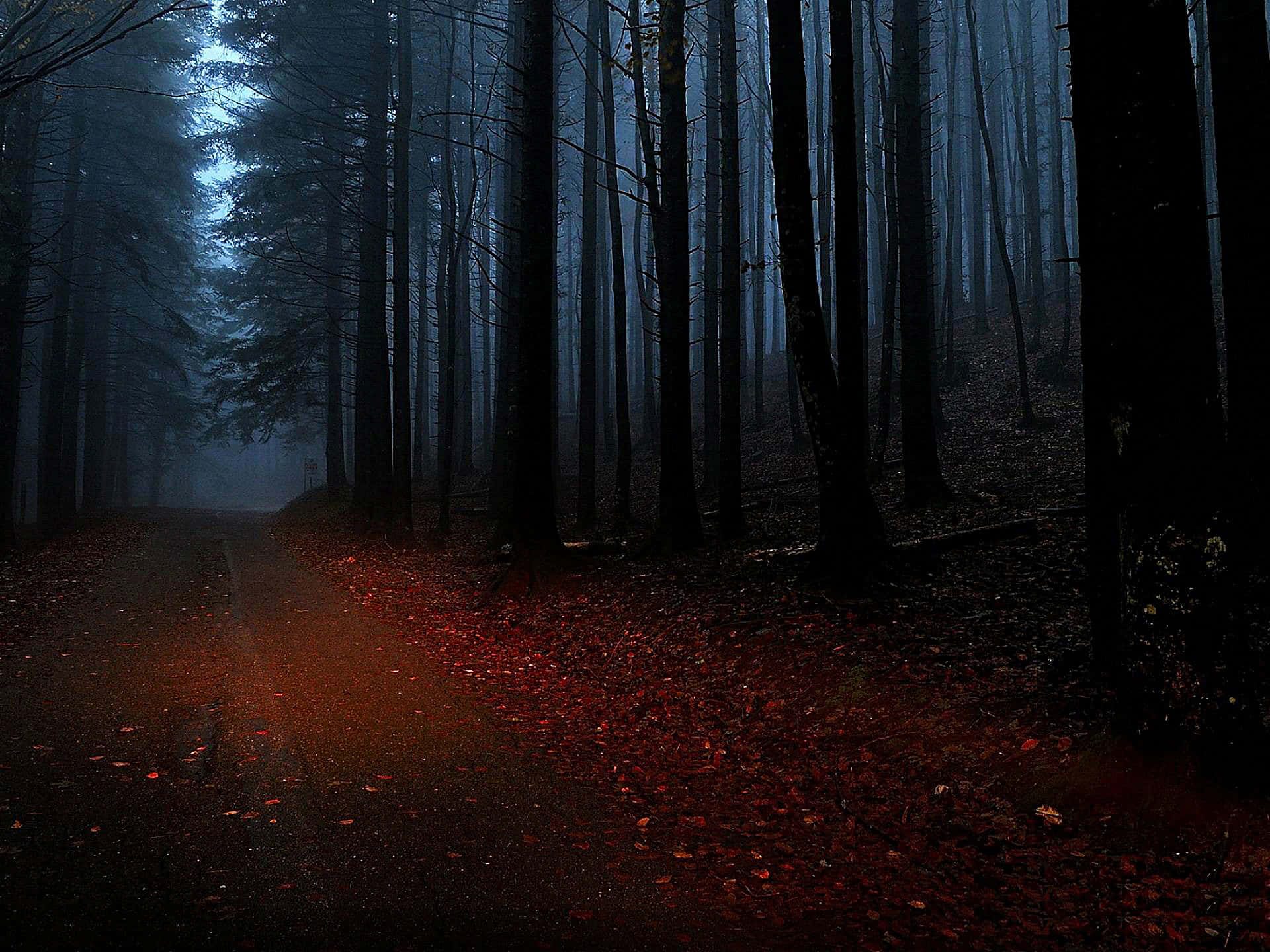 A Dark Road In The Forest Background