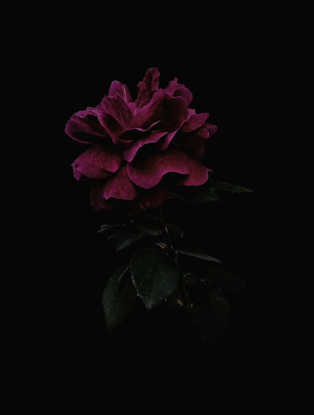 A Dark Rose On A Black Background