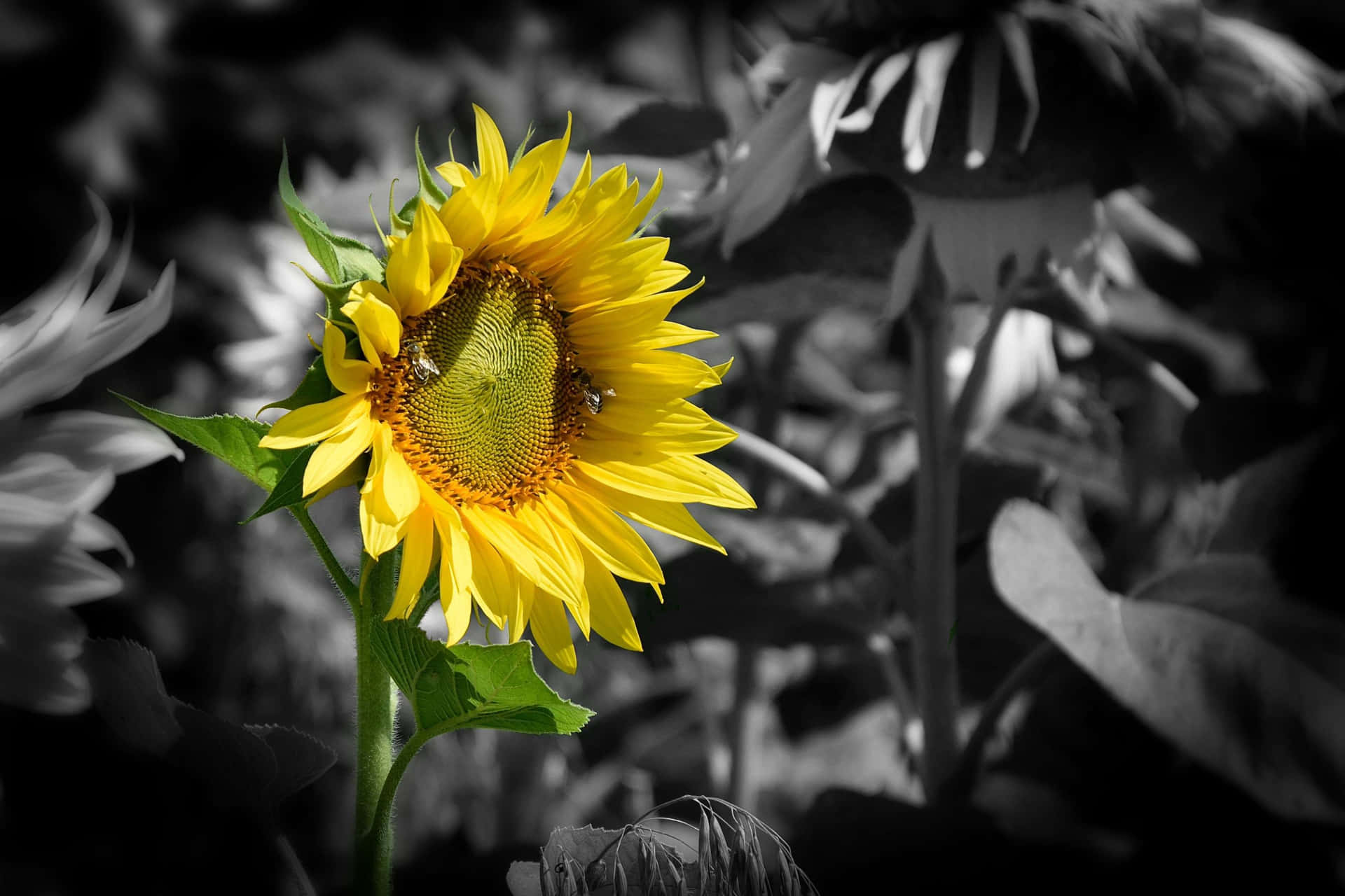 A Dark Sunflower Basking In The Sun Background