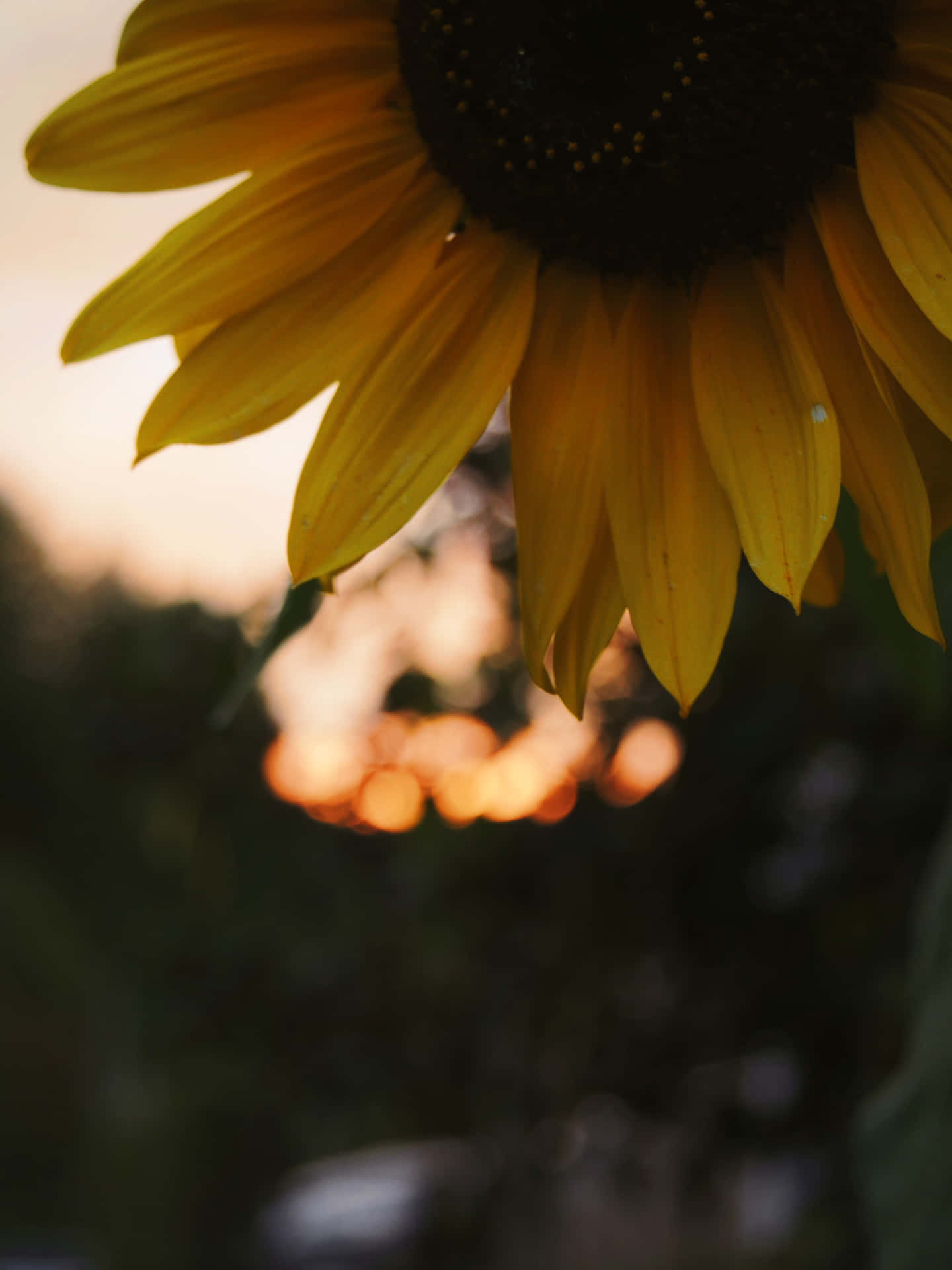 A Dark Sunflower Blooms In The Shadows. Background
