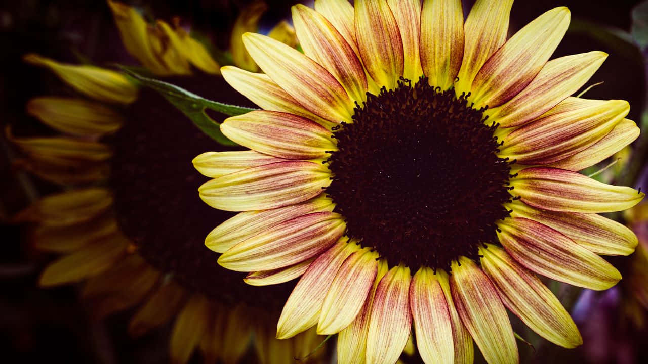 A Dark Sunflower, Contrasting Yet Beautiful Background