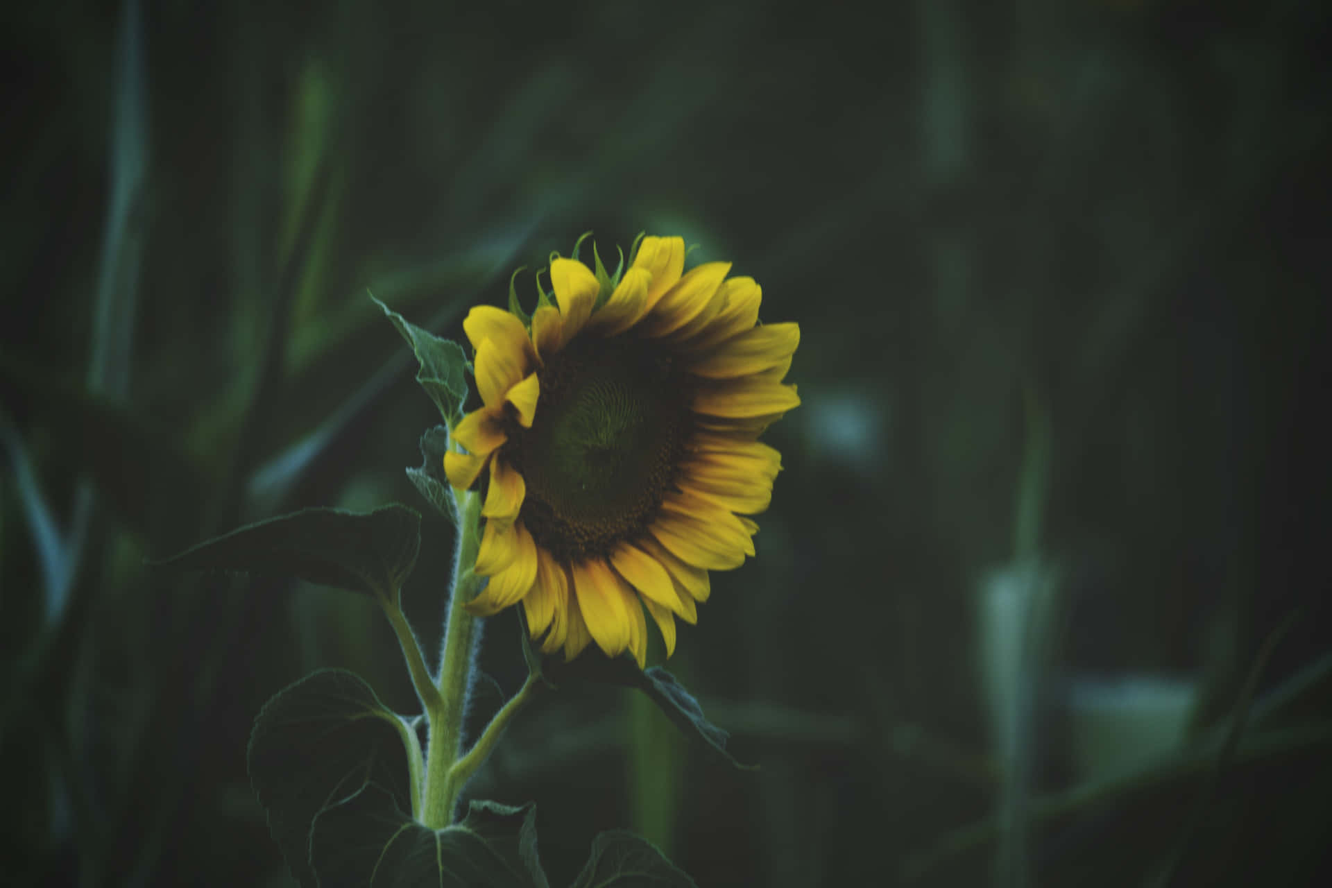 A Dark Sunflower In Full Bloom Background