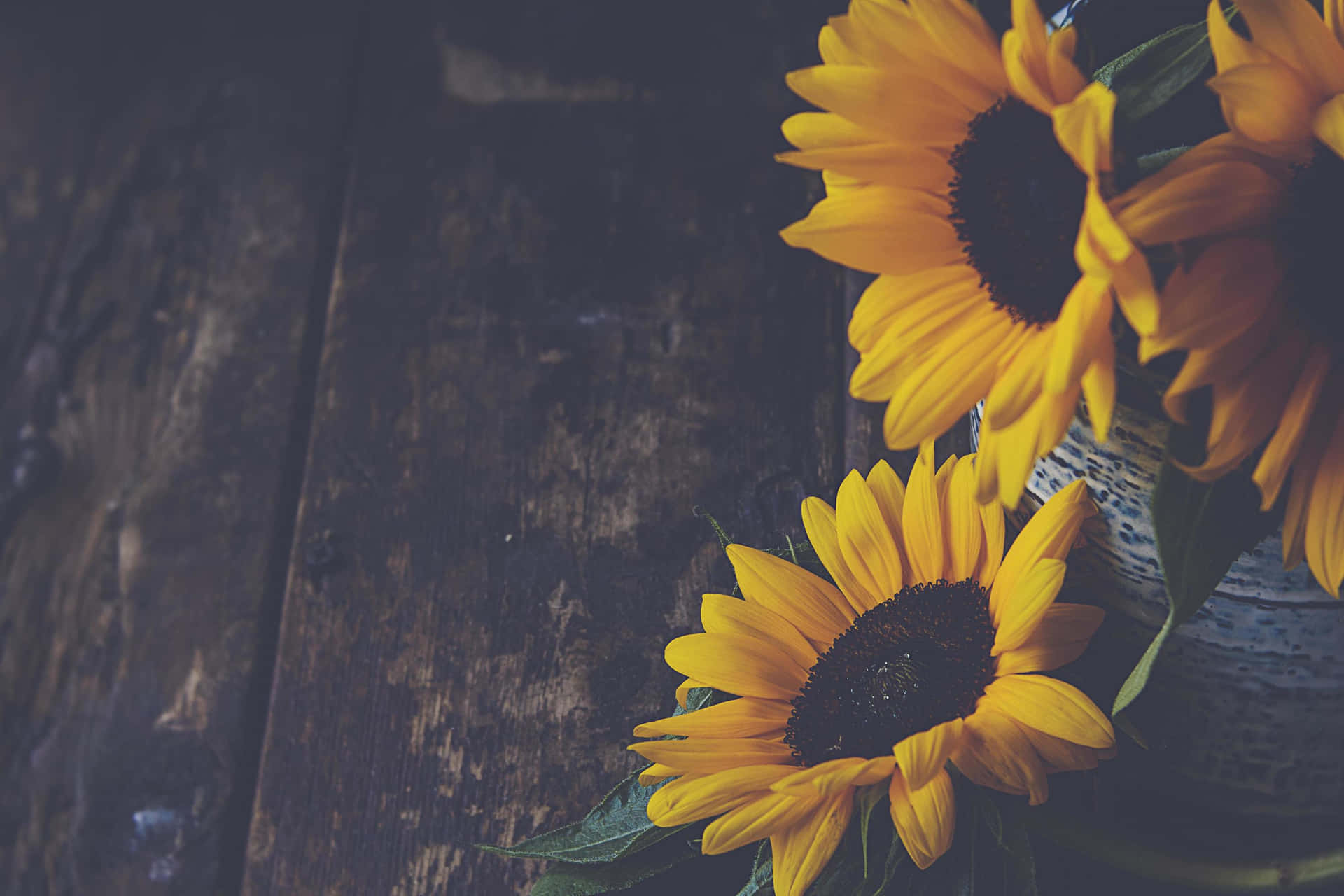 A Dark Sunflower In Its Natural Environment, Standing Out Amidst A Field Of Green. Background