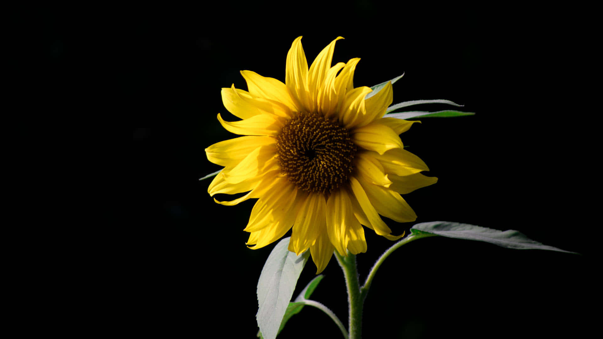 A Dark Sunflower In The Sun Background