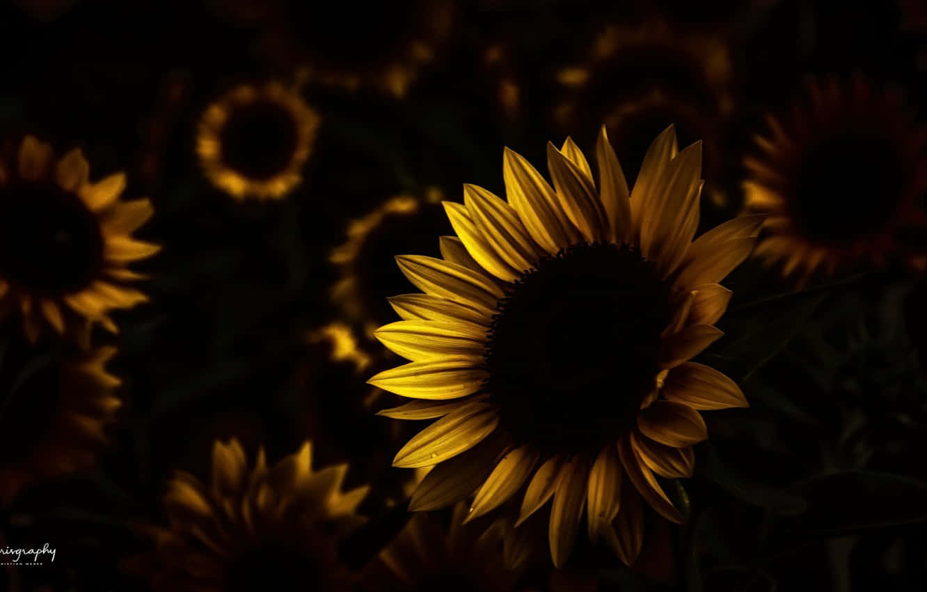 A Dark Sunflower Stands Out Against A Pale Blue Sky Background
