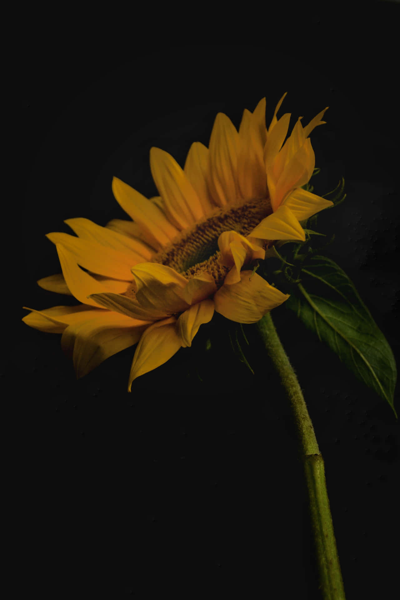 A Dark Sunflower Surrounded By Yellow Petals Background