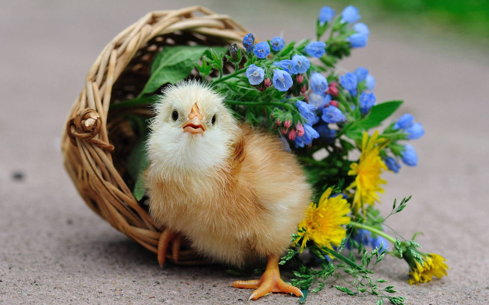 A Darling Little Chick Enjoying Some Springtime Weather Background