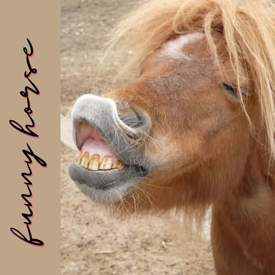 A Day Out In The Field: Funny Horse Expressions Background