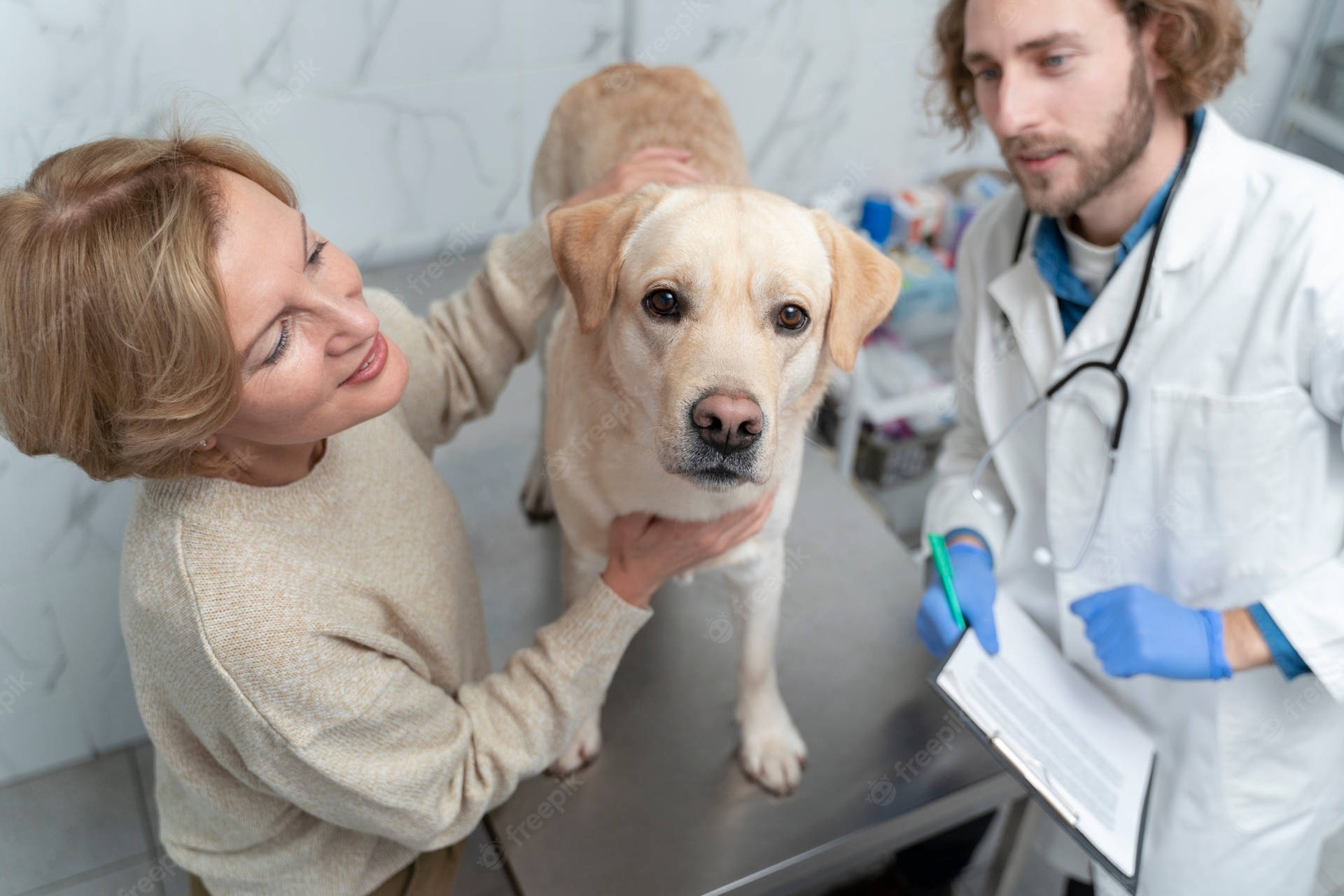 A Dedicated Veterinarian Conducting A Check-up On A Calm Golden Labrador Retriever.