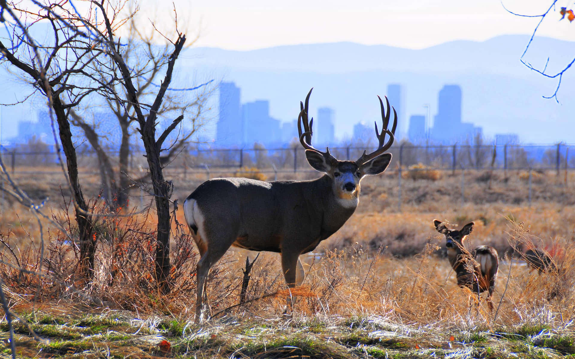 A Deer And A Buck Background