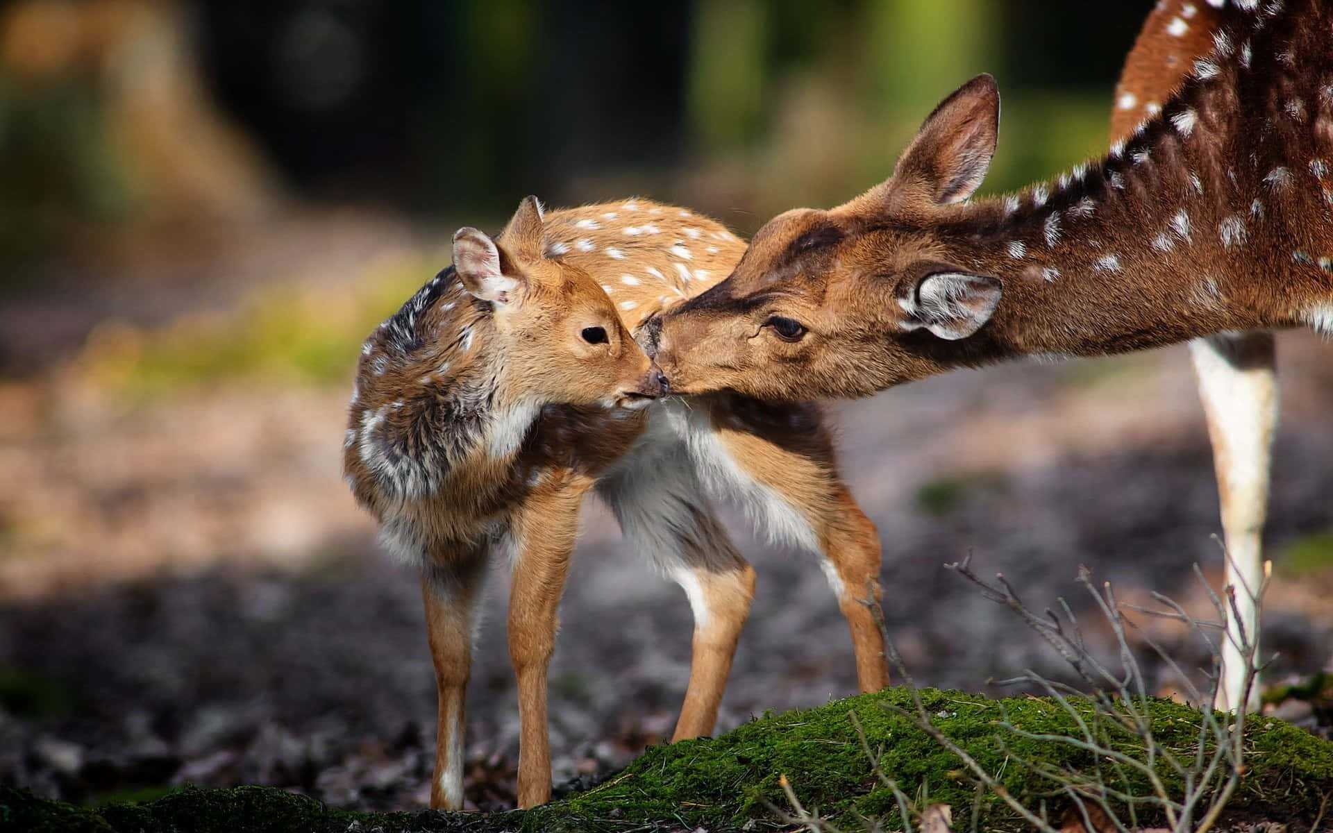A Deer And A Fawn Kissing