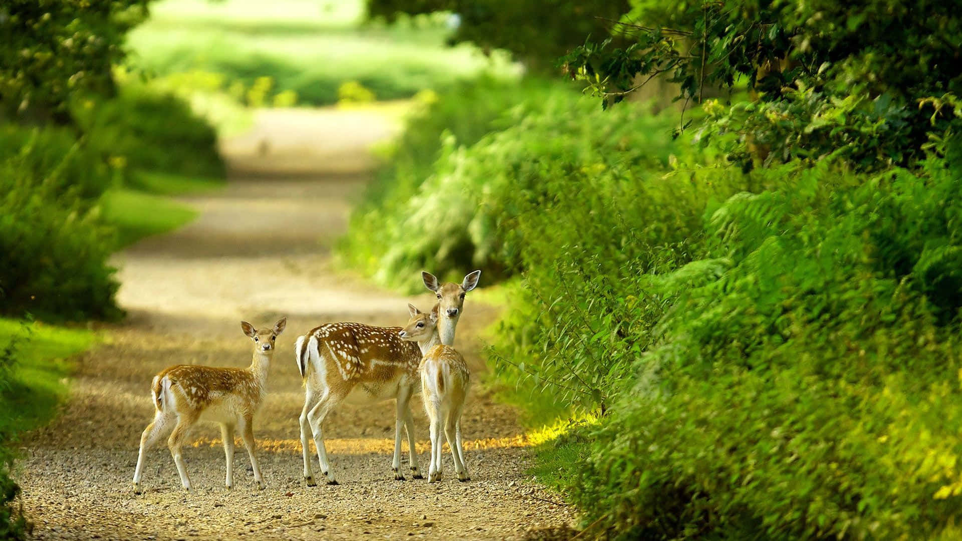 A Deer And Her Fawn Walk Down A Path Background