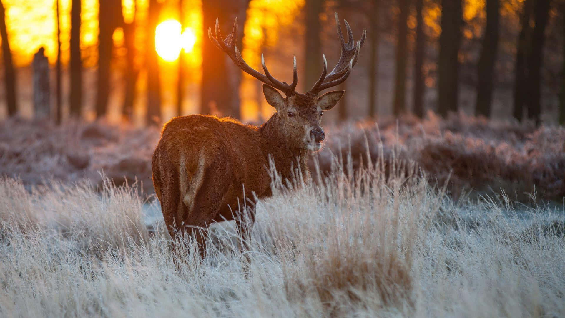 A Deer In A Beautiful Natural Landscape Background