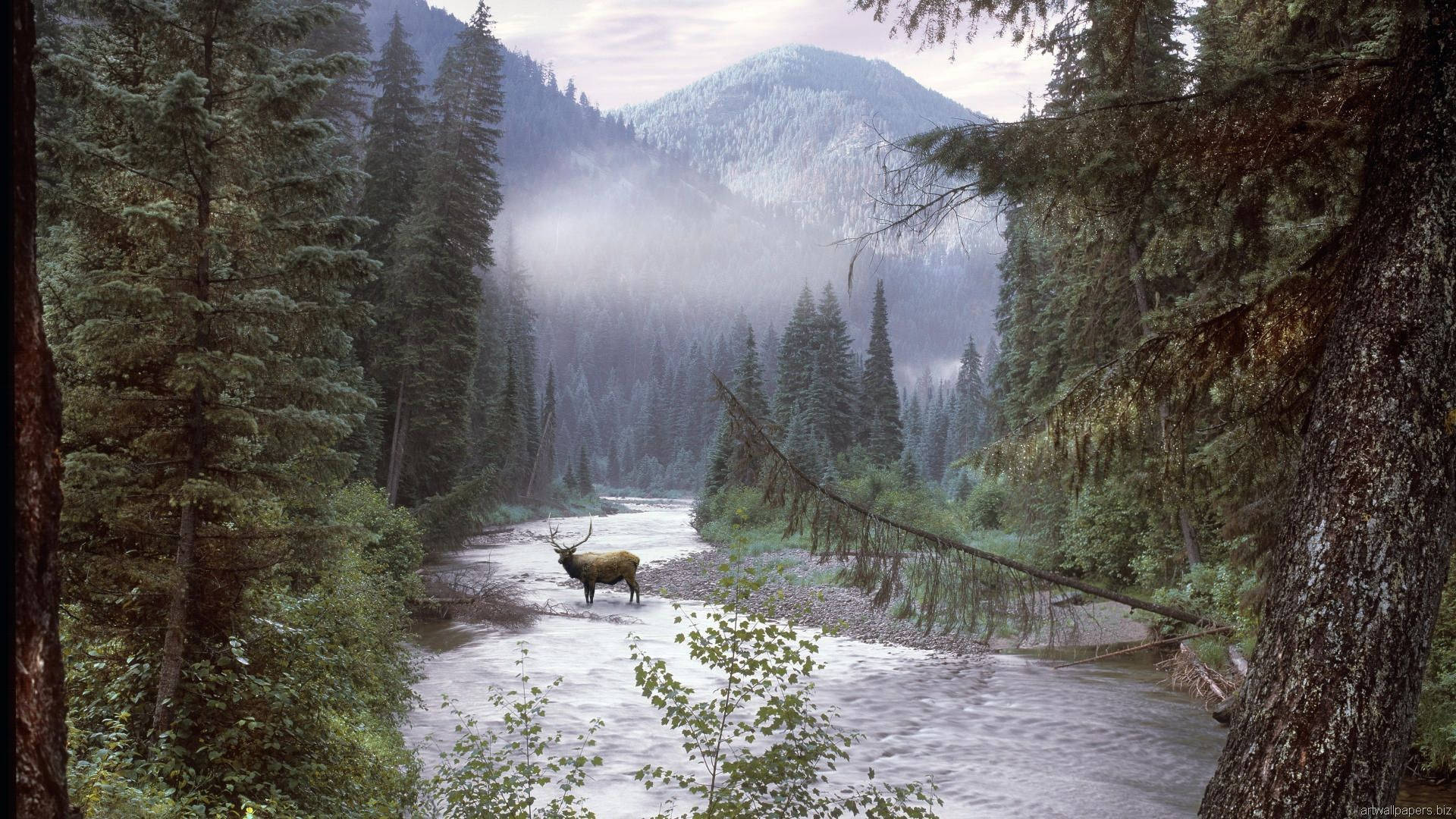 A Deer In Idaho's Winter Forest Background