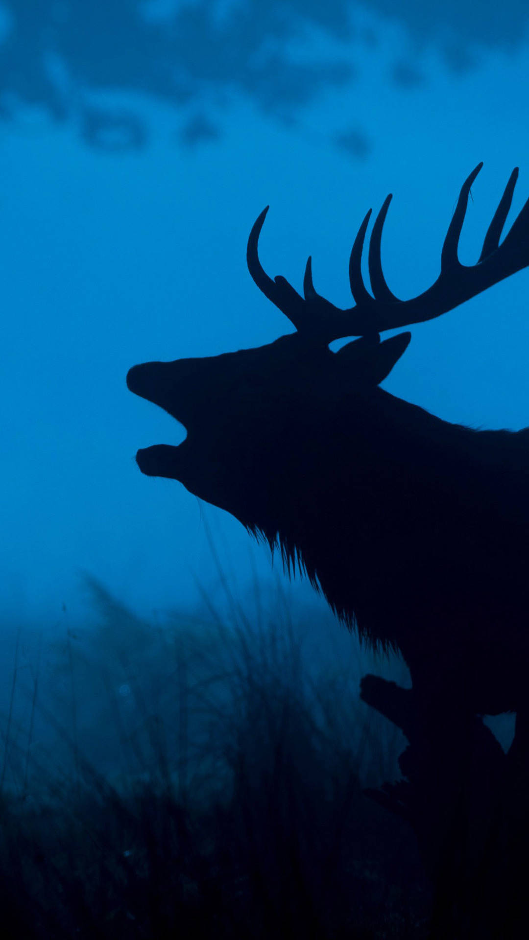 A Deer Is Silhouetted In The Dark Background