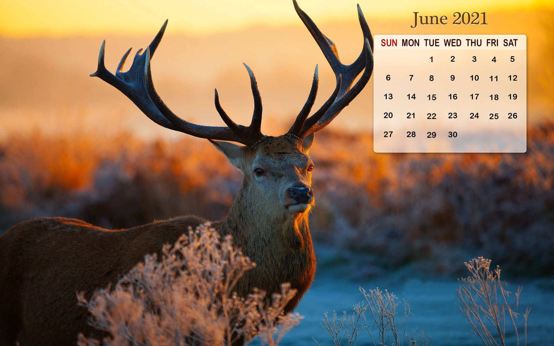 A Deer Is Standing In The Field With A Sunset Background Background