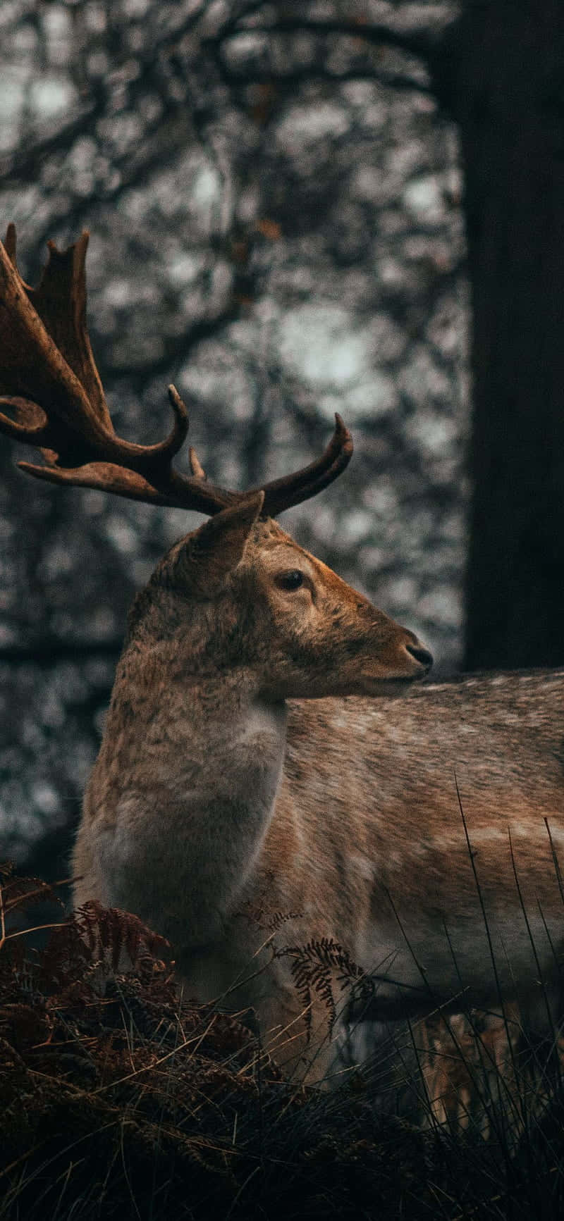 A Deer Is Standing In The Woods With Its Antlers