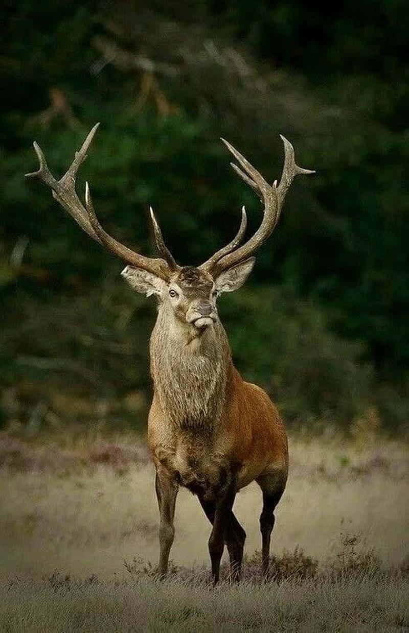 A Deer Standing In A Field With Large Antlers Background