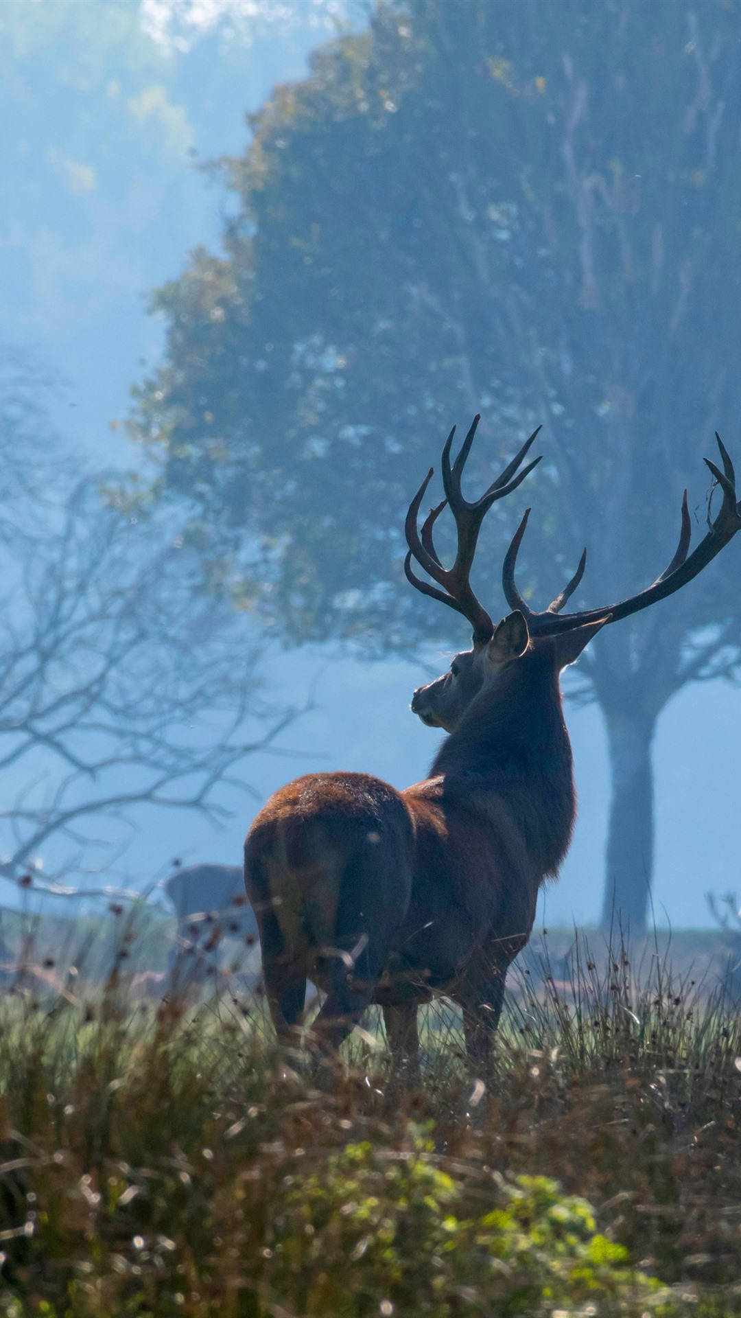 A Deer Standing In A Field With Trees Background